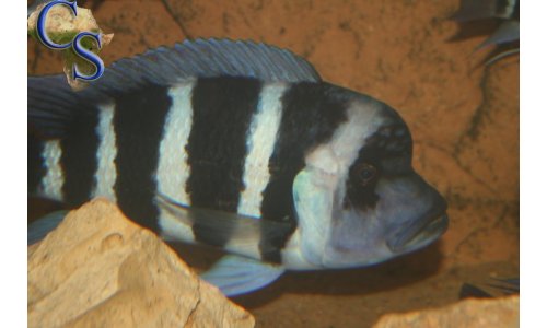 Cyphotilapia Frontosa Blue Zaire Moba